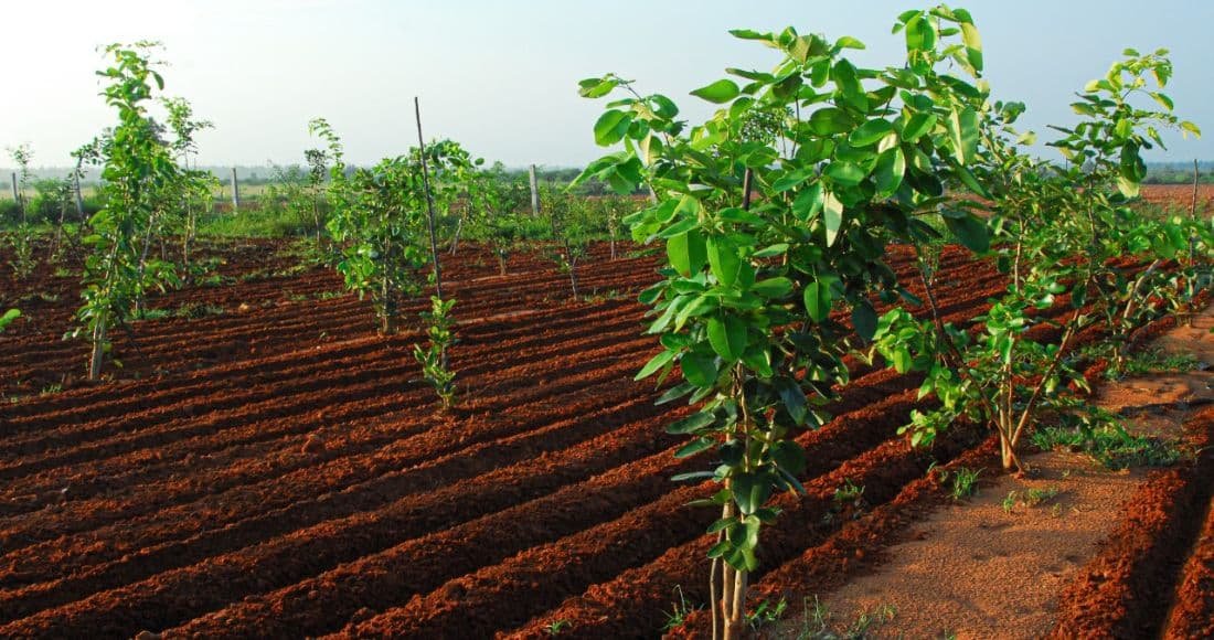 Plantation View