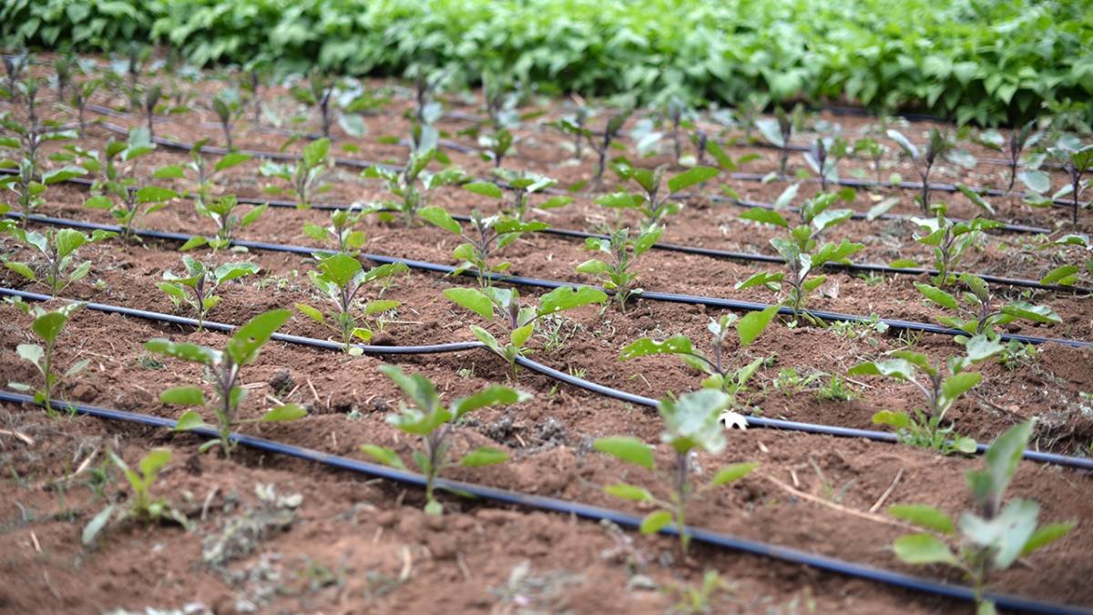 Drip Irrigation System